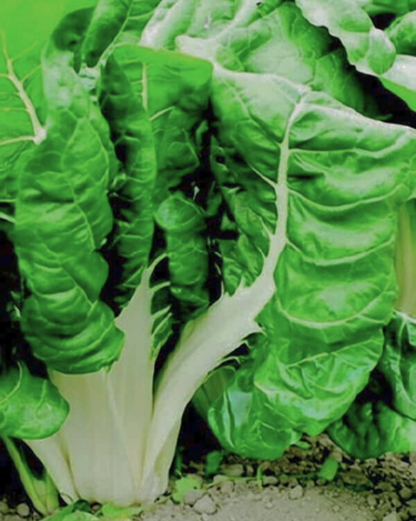 Fordhook Giant Swiss Chard Seeds